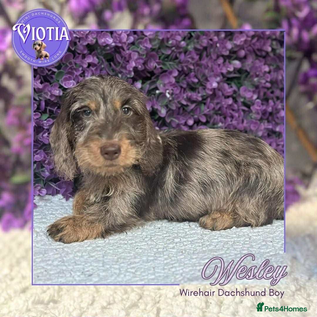 Miniature Dachshund dogs for sale: Beautiful miniature dachshunds ready now  - Image 2