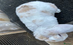 Mini Lop rabbits for sale: Mini plush lop female rabbits - Image 5