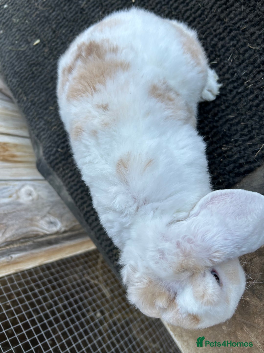 Mini Lop rabbits for sale: Mini plush lop female rabbits - Image 5