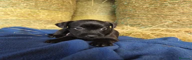 Patterdale Terrier 1 Alfie 