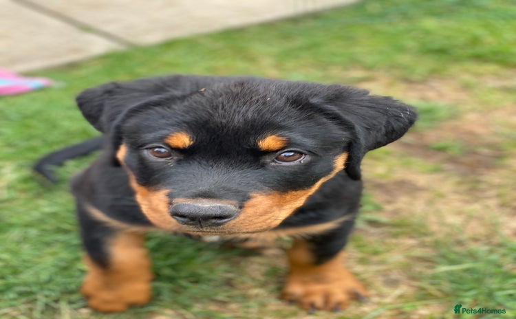 Rottweiler dogs - Advert 3