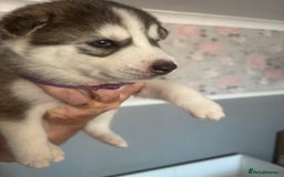 Siberian Husky dogs for sale: Siberian huskies  for sale  - Image 40