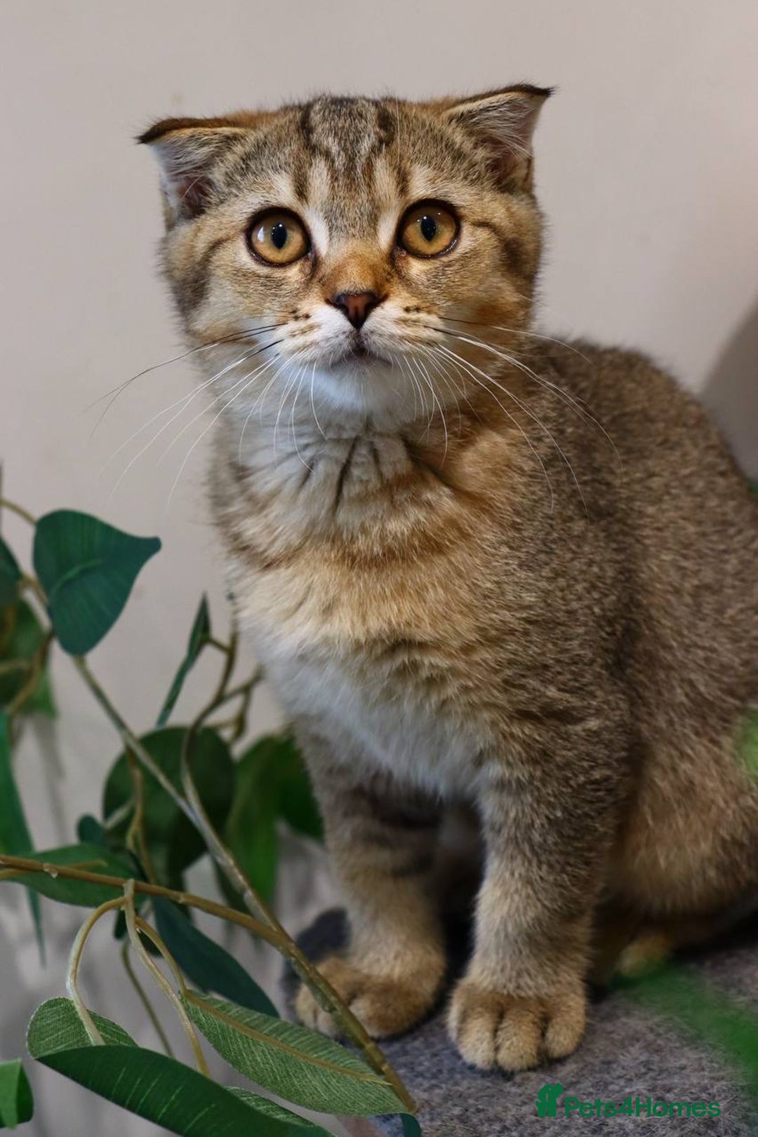 Scottish Fold cats for sale: Ready TICA reg stunning kittens available  - Image 39