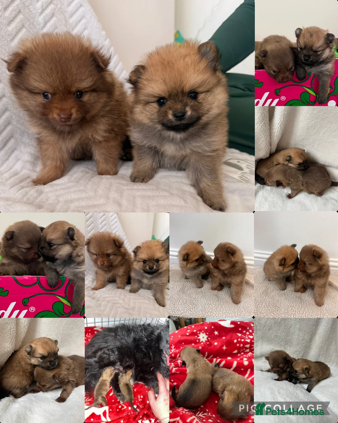 Pomeranian dogs for sale: Adorable Pomeranian Puppies👀🏡 🐾 - Advert 1