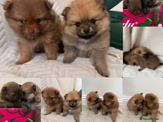 Pomeranian dogs Adorable Pomeranian Puppies👀🏡 🐾 - Advert 1