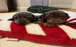 Miniature Dachshund dogs for sale: Miniature Dachshund puppies. Readying Soon! - Image 4
