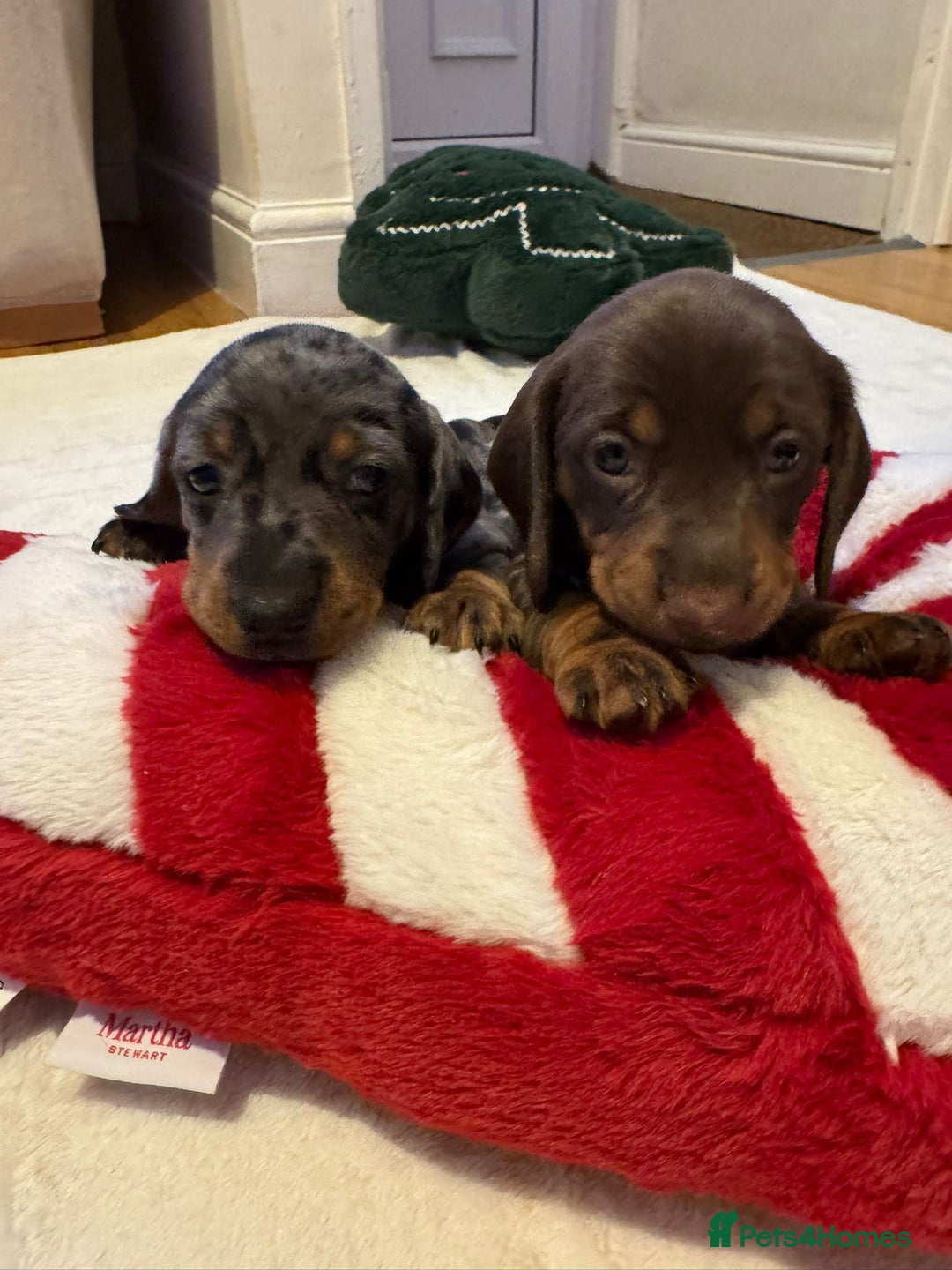 Miniature Dachshund dogs for sale: Miniature Dachshund puppies. Readying Soon! - Image 4