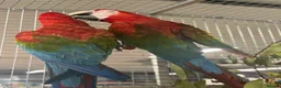 Macaws birds for sale: Gorgeous bonded Proven pair of Greenwing Macaws  - Advert 5