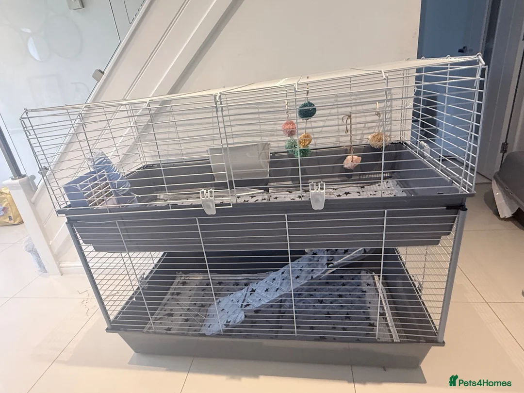 Guinea Pig rodents for sale: Californian male guinea pigs, cage + huge bundle - Advert 2