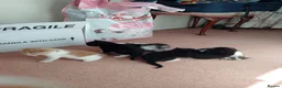 Mixed Breed cats for sale: Kittens from loving country cottage home - Advert 17