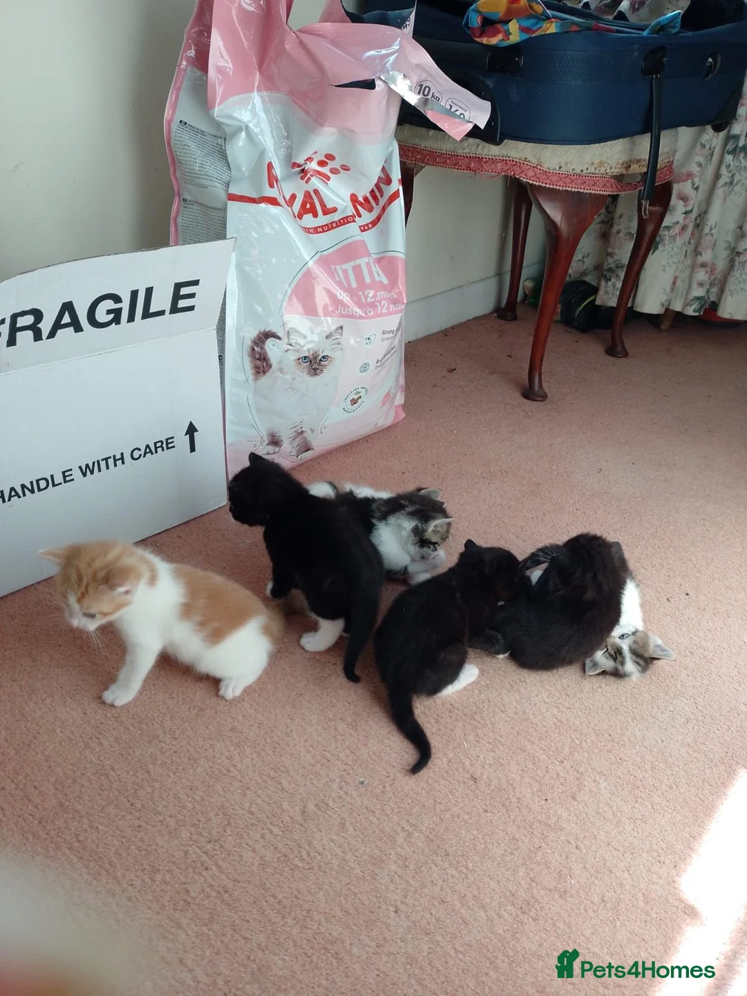 Mixed Breed cats for sale: Kittens from loving country cottage home - Advert 17