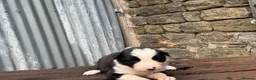 Border Collie dogs for sale: Fully health tested collie pups  - Advert 8