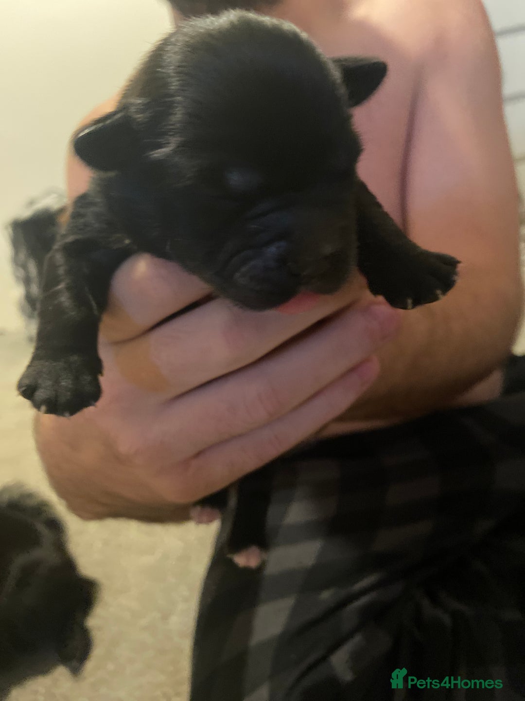 Mixed Breed dogs for sale: Staffy X puppies - Advert 9