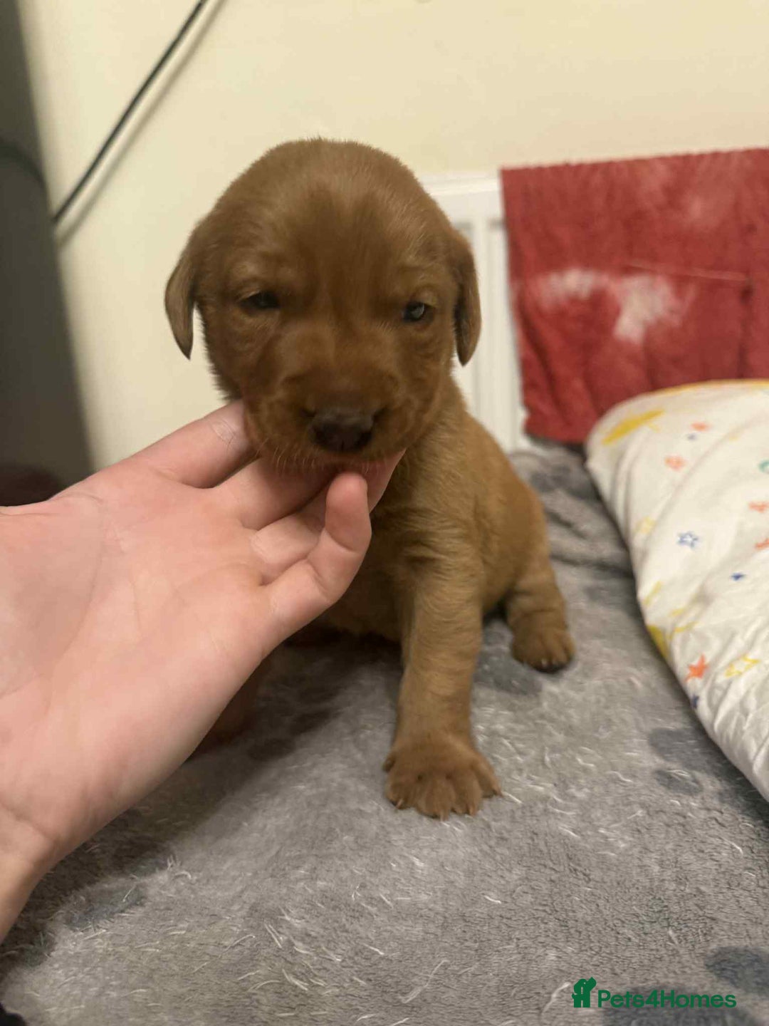 Labrador Retriever dogs for sale: Stunning Fox red labradors  - Image 6