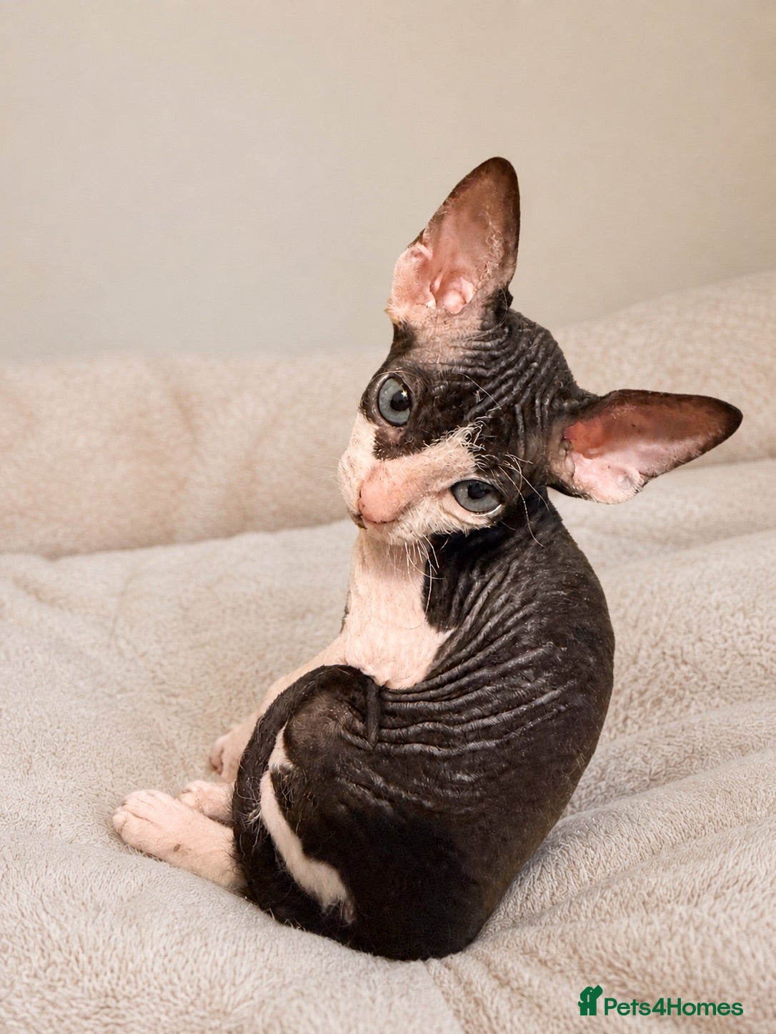 Sphynx cats Beautiful Sphynx kittens 🩵🩷 🐾  - Advert 6
