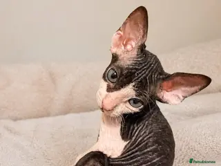 Sphynx cats Beautiful Sphynx kittens 🩵🩷 🐾 - Advert 6