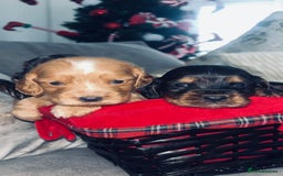 Cocker Spaniel dogs for sale: Gorgeous cocker spaniel puppies - Advert 1