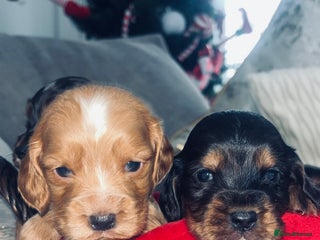 Cocker Spaniel dogs Gorgeous cocker spaniel puppies - Advert 3