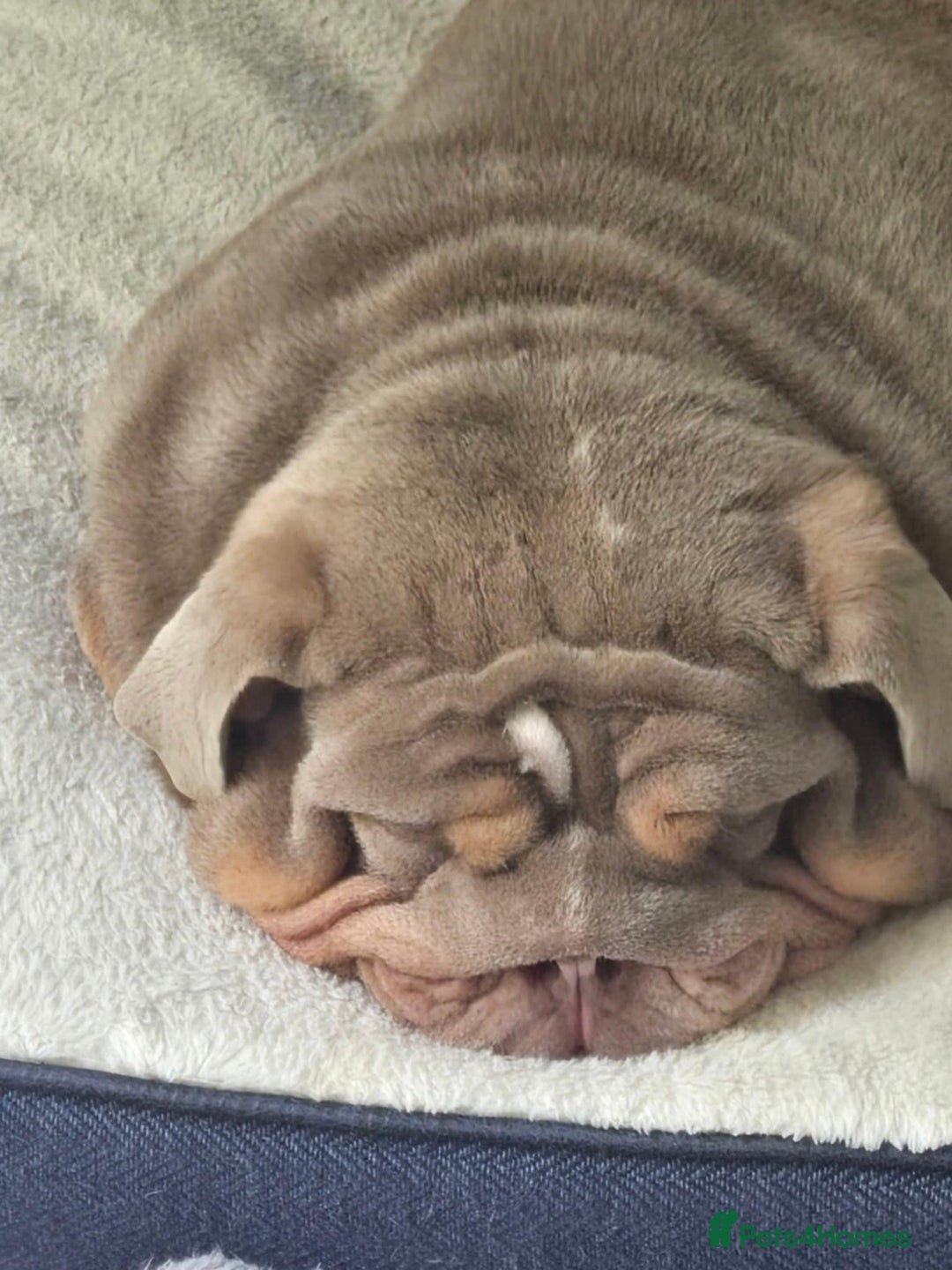 English Bulldog dogs for sale: English bulldog - Image 3
