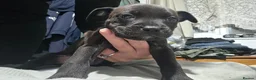 Staffordshire Bull Terrier dogs for sale: Staffy puppies for sale  - Advert 5