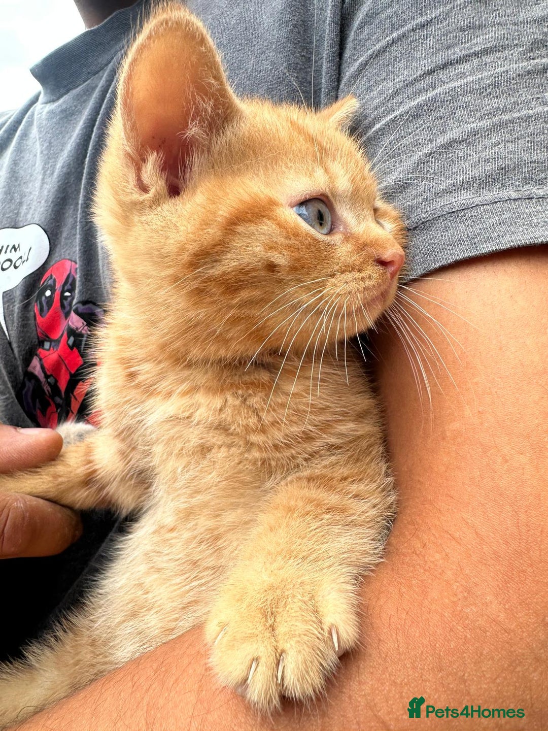 British Shorthair cats for sale: X BSH kittens - Image 15