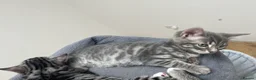 Bengal cats for sale: Bengal X READY NOW  - Advert 15
