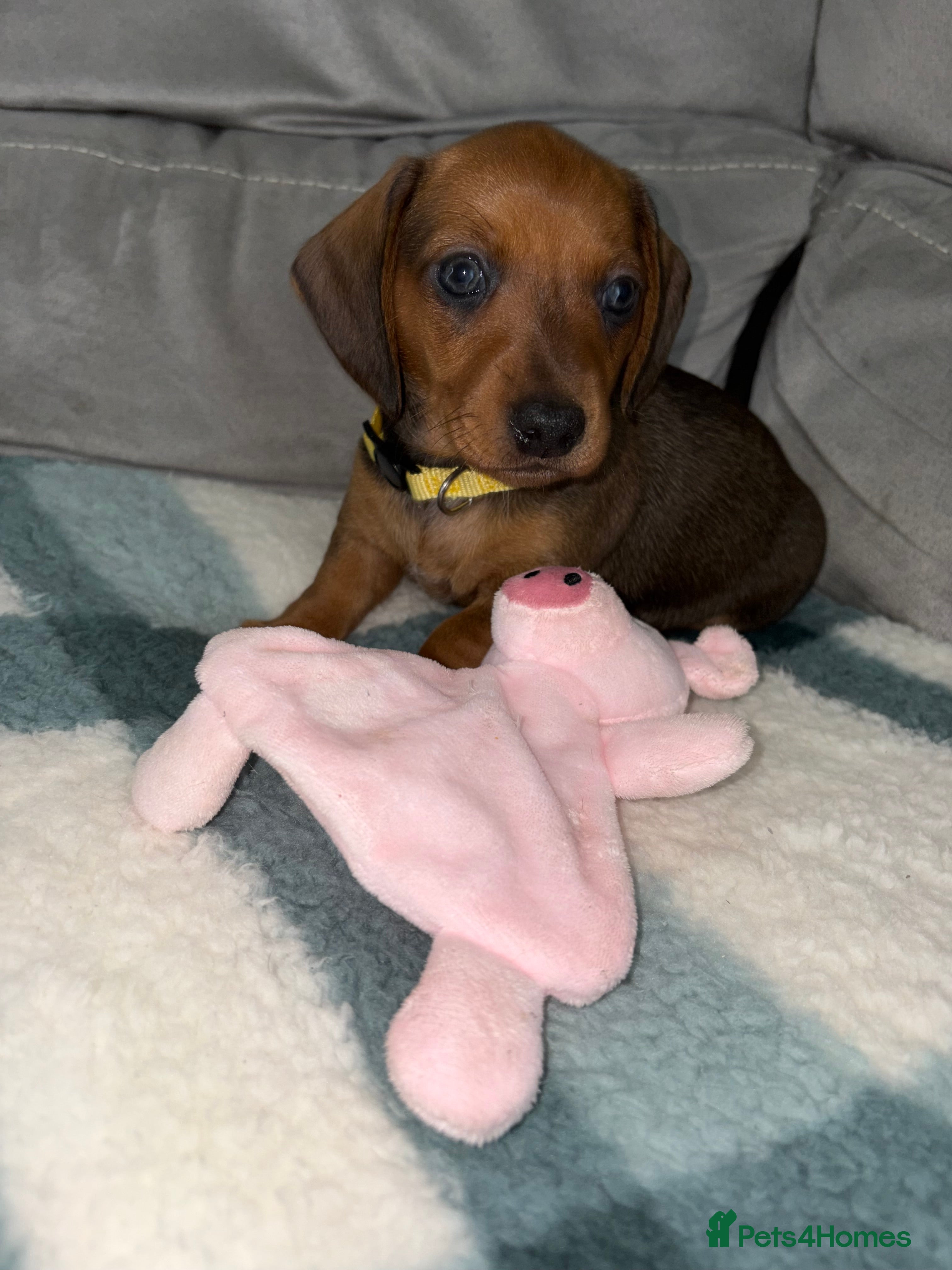 Miniature Dachshund dogs Mini Dachshund Puppies - Advert 4