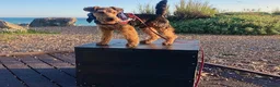 Welsh Terrier dogs for stud: Welsh Terrier for Stud  in Worthing - Advert 2