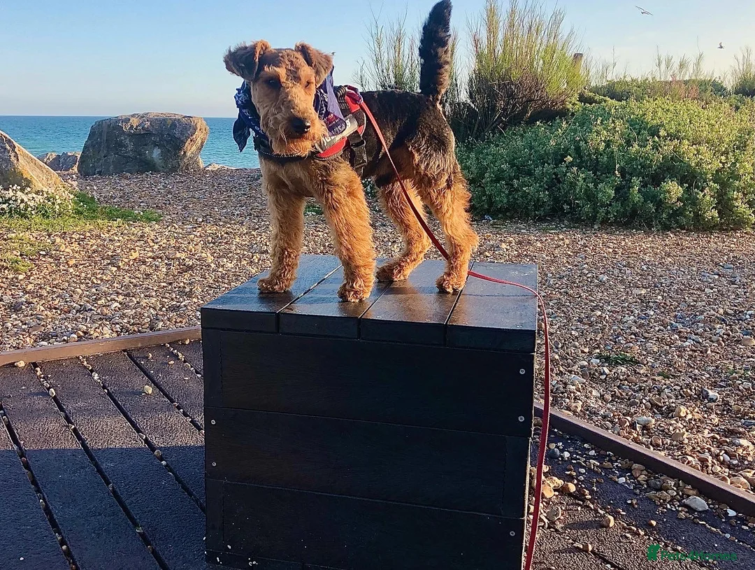 Welsh Terrier dogs for stud: Welsh Terrier for Stud  in Worthing - Advert 2