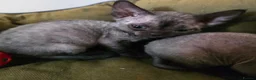 Devon Rex cats for sale: Pedigree TICA Registered Devon Rex - Advert 5