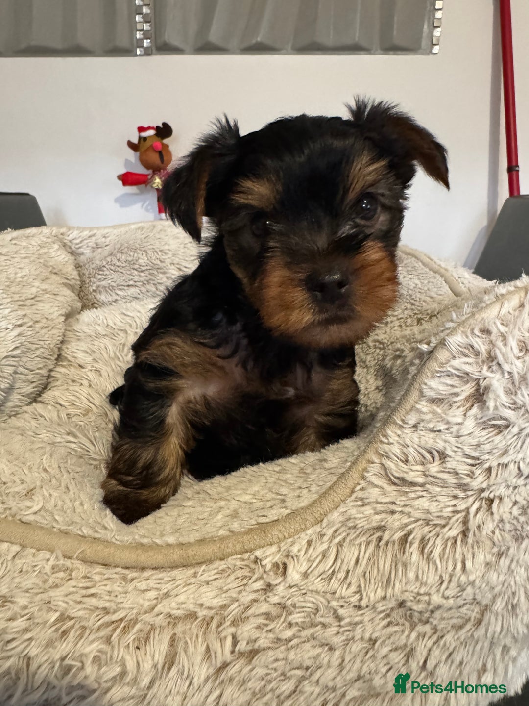 Yorkshire Terrier dogs for sale: Beautiful Yorkshire Terrier Puppies - Advert 3