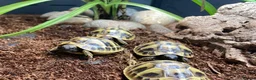 Tortoise reptiles for sale: Hermanns Tortoise Hatchlings - Advert 10