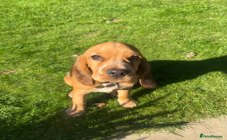 Bocker dogs - Advert 1
