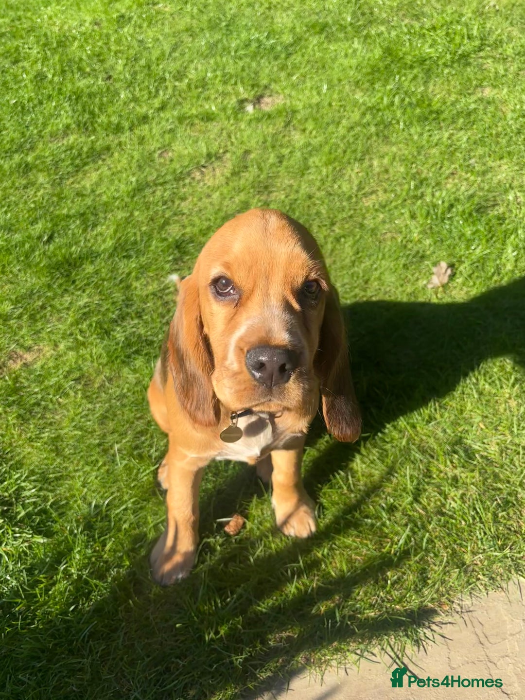 Bocker dogs for sale: 4 month Cocker Spaniel, Beagle Mix - Image 1
