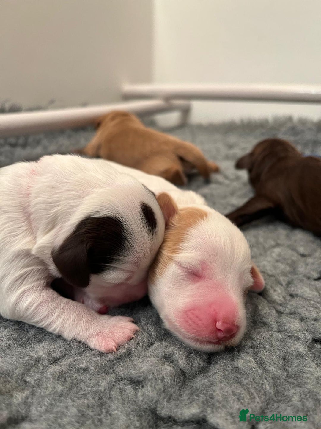 Mixed Breed dogs for sale: Mega Coated Schnockerpoo puppies - Image 14