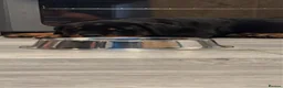 Rottweiler dogs for sale: World champion bloodlines 1 girl available  - Advert 5