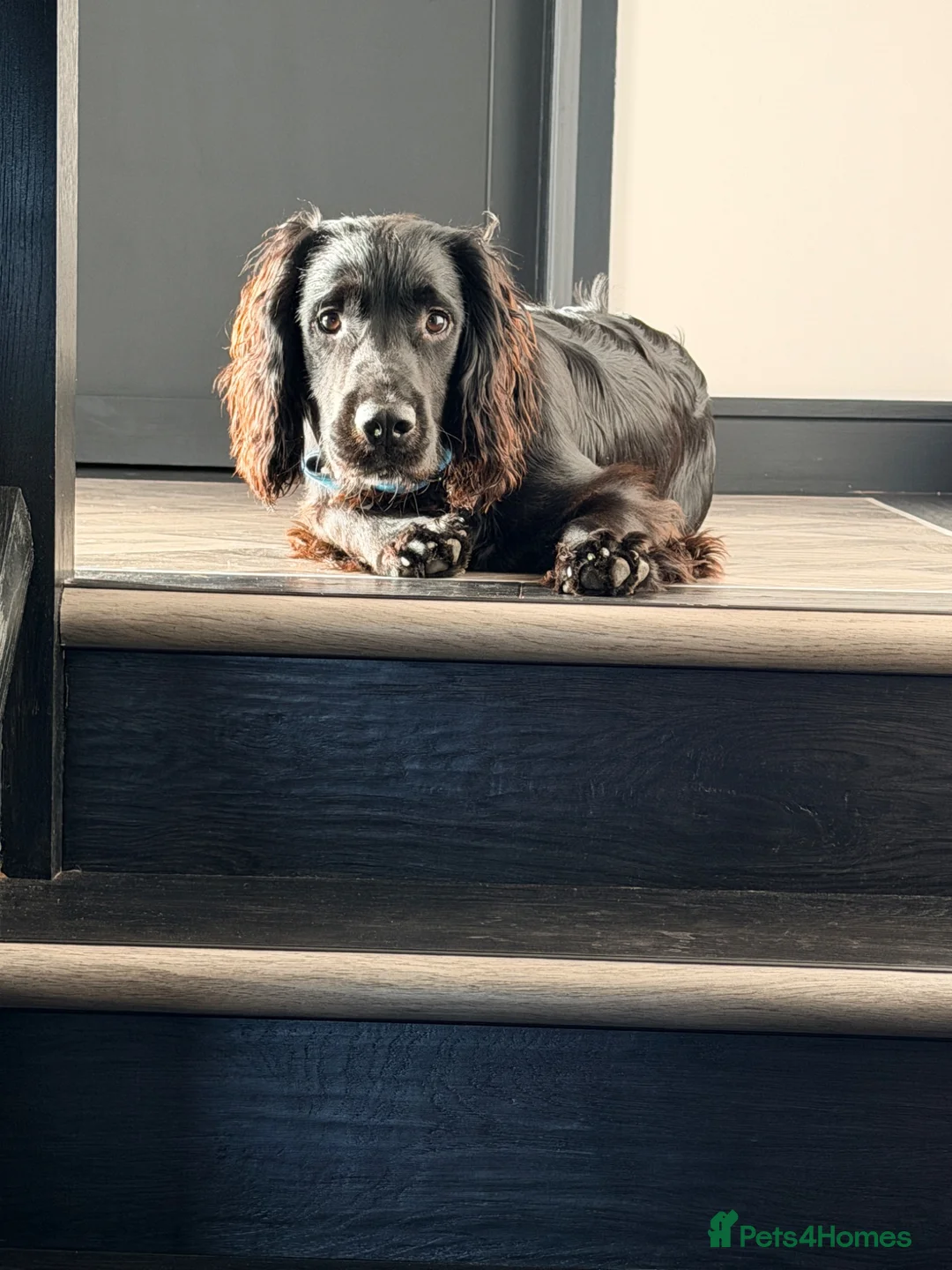Cocker Spaniel dogs for sale: Male working cocker spaniel available for rehome - Advert 5