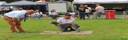 Mixed Breed dogs for stud: Bedlington x whippet - Advert 2