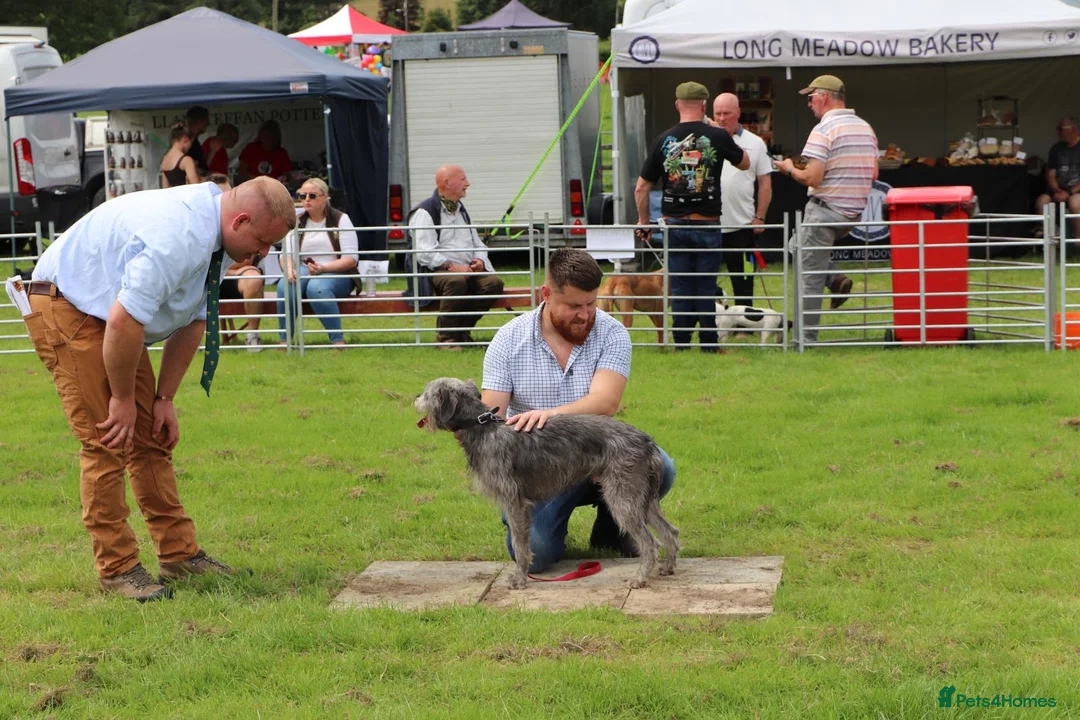 Mixed Breed dogs for stud: Bedlington x whippet - Advert 2