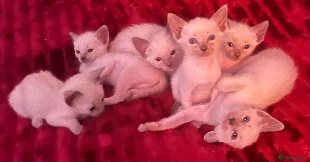 Siamese cats for sale: Blue Point Siamese  - Image 7