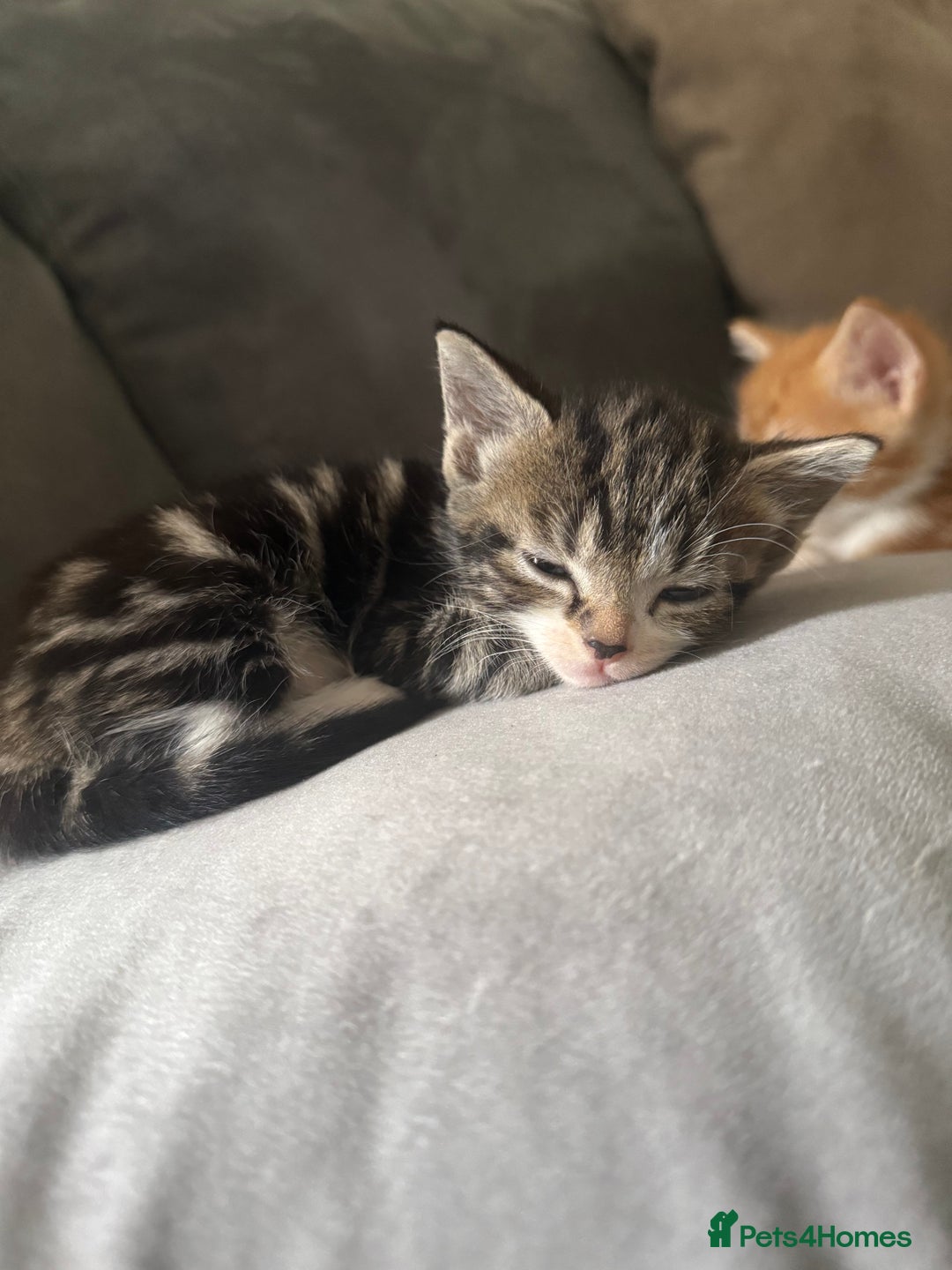 American Shorthair cats for sale: 4 beautiful kittens - Image 5