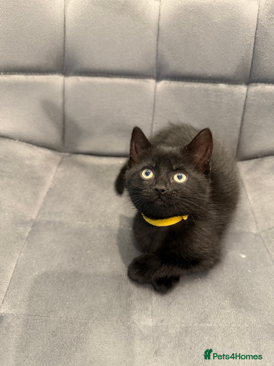 Mixed Breed cats for sale: Kittens for sale - Advert 11