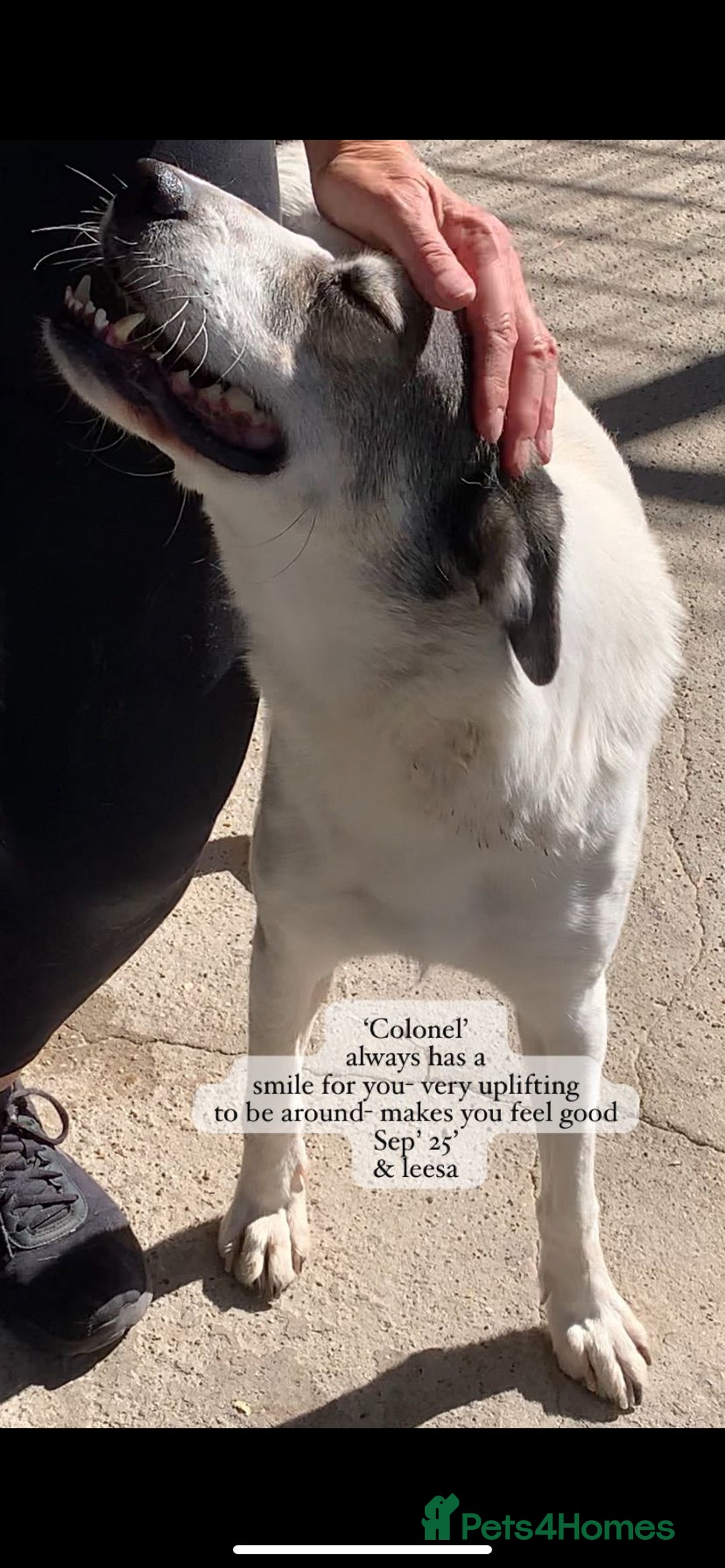 Mixed Breed dogs for adoption: Colonel, 5 yrs approx. Available for adoption  - Image 7