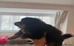 Pomeranian dogs for sale: Beautiful fluffy ** pomeranian babies - Image 6