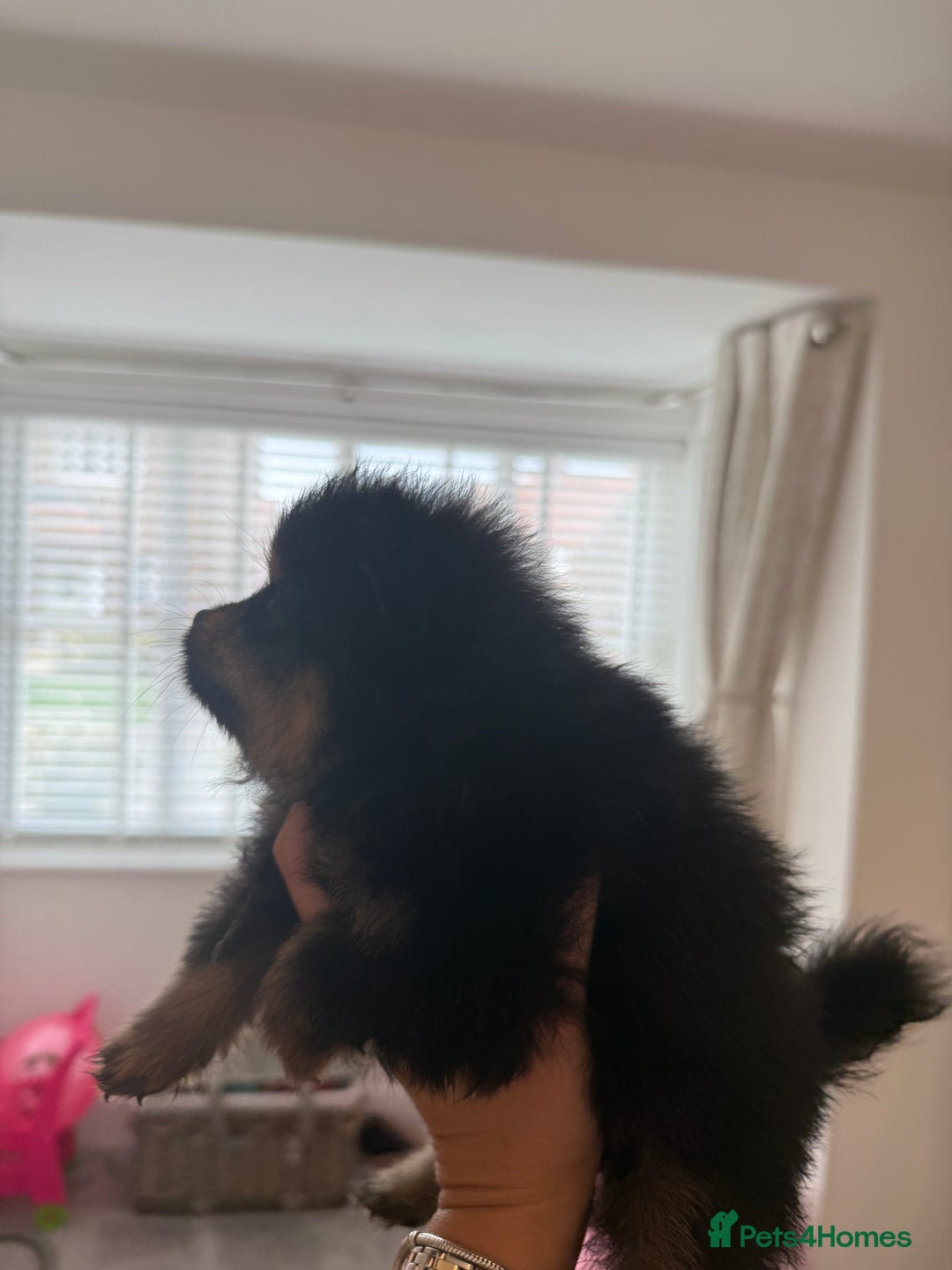 Pomeranian dogs for sale: Beautiful fluffy ** pomeranian babies - Image 6