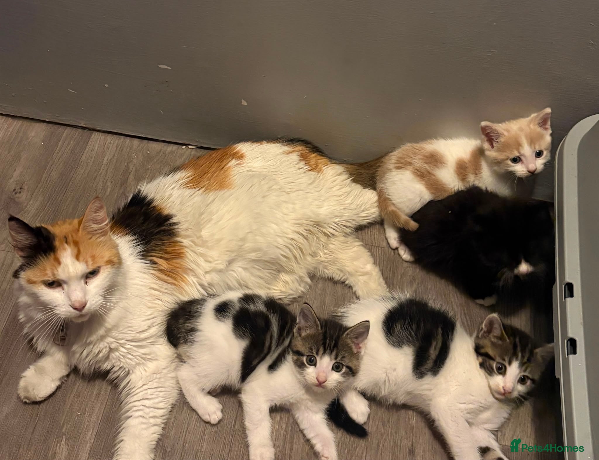 Mixed Breed cats Gorgeous litter of kittens - Advert 1