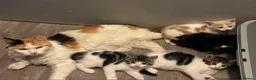 Mixed Breed cats for sale: Gorgeous litter of kittens in Diss - Advert 1