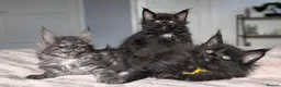 Maine Coon cats for sale: Black&Black Smoke Tica registered  - Advert 12