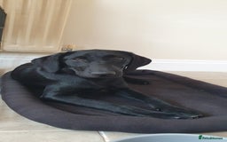 Labrador Retriever dogs for sale: 5 month old black labrador puppy - Image 3