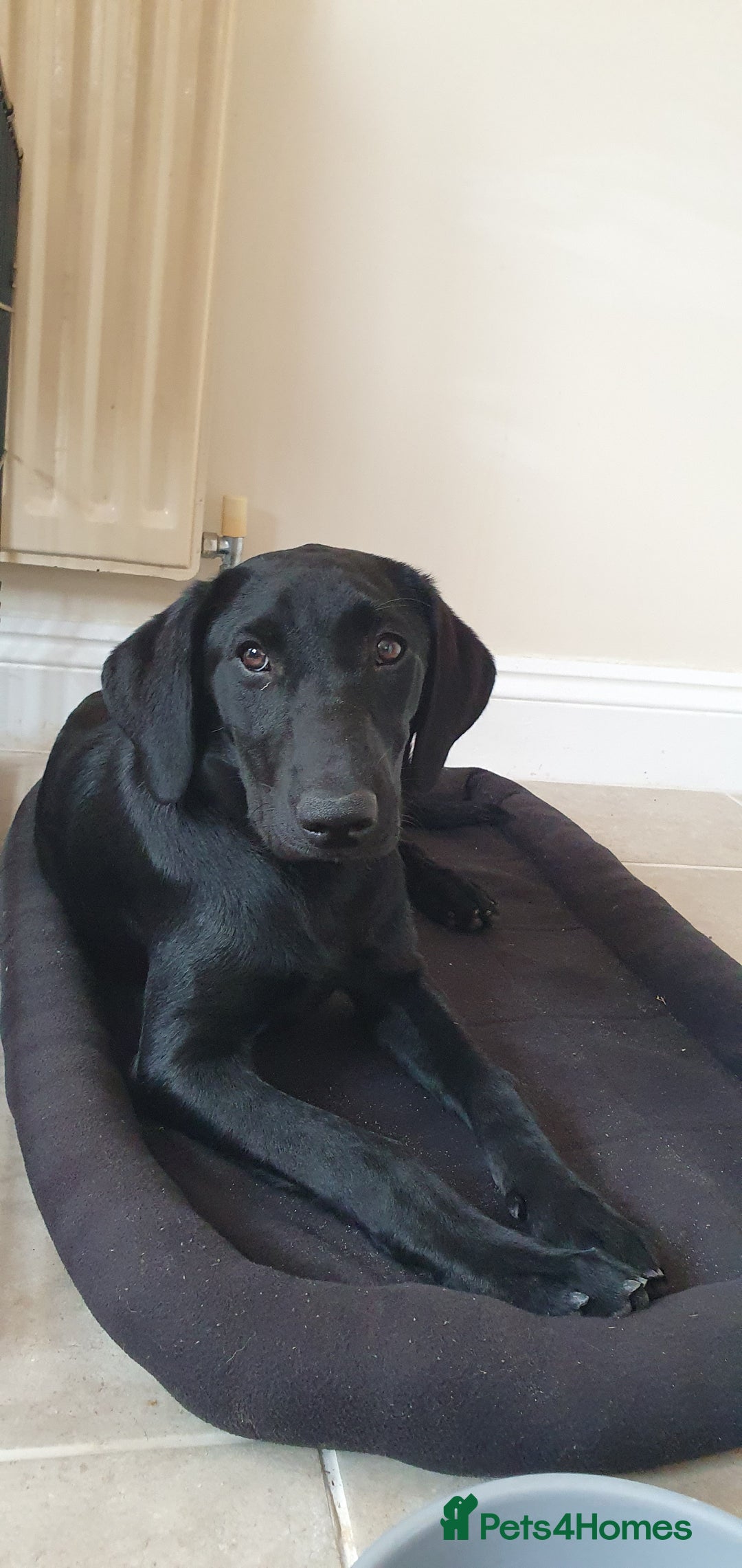 Labrador Retriever dogs for sale: 5 month old black labrador puppy - Image 3